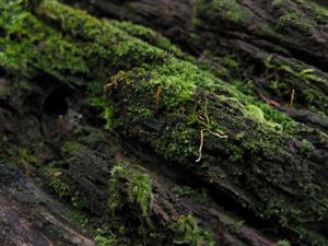 záber na TMP_1 - s jedincami Buxbaumia viridis
