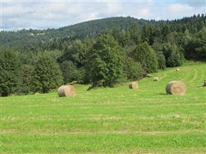 Pohlad na dolnu cast lokality, v spodnej casti nepokosena cast