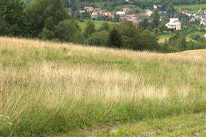 Pohlad jednu z nekosenych casti lokality