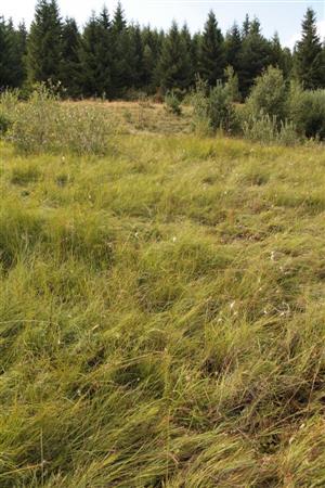 pohľad na vyššie položenú SZ časť slatiny smerom na SZ