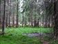 Brezové, borovicové a smrekové lesy na rašeliniskách (13.8.2013)