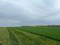 Sýkorka veľká ( bielolíca) (28.4.2023)