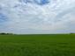 Sýkorka veľká ( bielolíca) (28.4.2023)