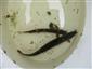 Misgurnus fossilis