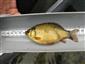 Carassius carassius