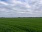 Vrana popolavá (27.4.2023)