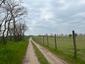 Vrana popolavá (27.4.2023)