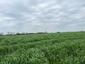 Sýkorka veľká ( bielolíca) (27.4.2023)