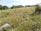 jašterica múrová (30.8.2013)