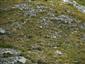 Alpínske trávinnobylinné porasty na silikátovom substráte (5.8.2013)