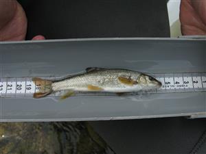 Barbus meridionalis