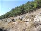jašterica múrová (29.8.2013)