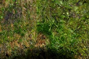 Dicranum viride v TMP_7