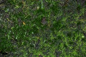 Dicranum viride v TMP_9