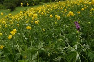 aspekt s Trollius altissimus