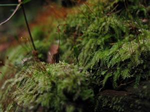 výtrusnice druhu Buxbaumia viridis na hnijúcom dreve Abies alba (TMP_1)