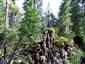 Brezové, borovicové a smrekové lesy na rašeliniskách (12.8.2013)