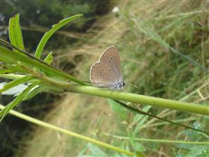 Maculinea teleius