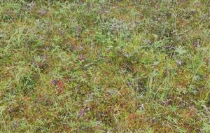 Drosera rotundifolia a Comarum palustre v kobercoch rašelinníkov