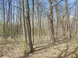 susedný starý porast, paralelná plocha v zachovalom poraste, potvrdzujúca spoločenstvo Ls3.3