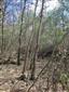 Eurosibírske dubové lesy na spraši a piesku (20.4.2023)