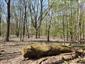 Eurosibírske dubové lesy na spraši a piesku (20.4.2023)