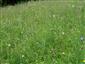 Suchomilné travinnobylinné a krovinové porasty na vápnitom podloží (*dôležité stanovištia Orchideaceae) (26.6.2023)