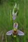 Suchomilné travinnobylinné a krovinové porasty na vápnitom podloží (*dôležité stanovištia Orchideaceae) (9.5.2014)
