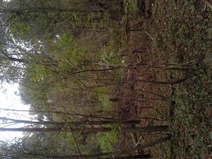 invázne nepôvodné druhy drevín Fraxinus sp. a Negundo aceroides presadzujúce sa na lesnej svetline