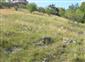 jašterica múrová (20.7.2013)