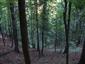 Vápnomilné bukové lesy (22.7.2013)