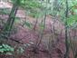 Vápnomilné bukové lesy (28.6.2013)