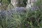 Suchomilné travinnobylinné a krovinové porasty na vápnitom podloží (*dôležité stanovištia Orchideaceae) (19.7.2014)