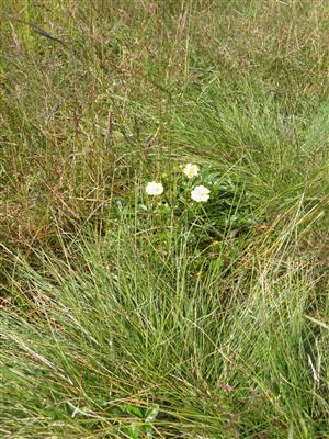 Detailný záber na lokalitu s Potentilla aurea