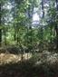 Eurosibírske dubové lesy na spraši a piesku (18.9.2013)