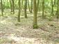 Eurosibírske dubové lesy na spraši a piesku (16.9.2013)