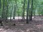 Bukové a jedľové kvetnaté lesy (20.8.2013)