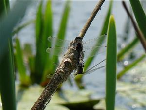 párenie Leucorrhinia pectoralis