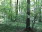 Dubovo-hrabové lesy lipové (10.7.2013)