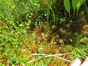drosera rotundifolia sa vyskytuje na ploche cca. 2x3 m
