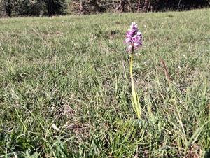 Orchis militaris na lokalite