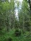 Brezové, borovicové a smrekové lesy na rašeliniskách (31.7.2013)