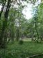 Brezové, borovicové a smrekové lesy na rašeliniskách (31.7.2013)