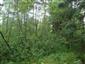 Brezové, borovicové a smrekové lesy na rašeliniskách (27.6.2013)