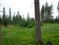 Brezové, borovicové a smrekové lesy na rašeliniskách (5.7.2013)