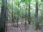 Dubovo-hrabové lesy lipové (9.8.2013)