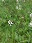 Rastlinné spoločenstvo s Menyanthes trifoliata 