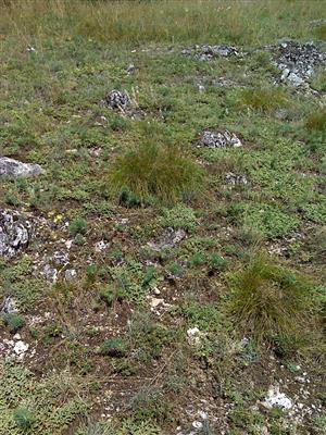 Záber na monitorovaný biotop.