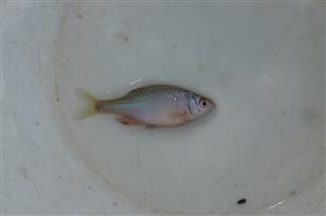 Rhodeus sericeus