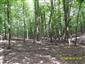 Eurosibírske dubové lesy na spraši a piesku (1.8.2013)